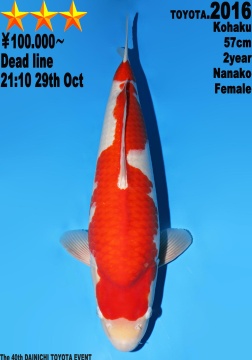 Kohaku Dainichi Toyota 57cm Nisai Female 