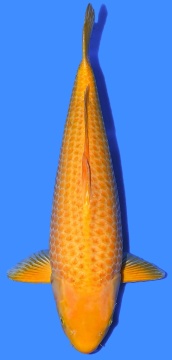 Golden Corn Taniguchi 54cm Nisai Female VHQ 