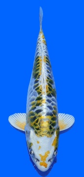 Big Scale Aoki 35cm Female SHQ 