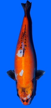 Kawari Toshinobu Igarashi 78cm Yonsai Female VHQ 
