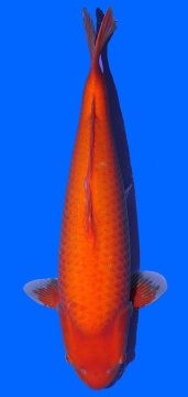 Super Mango Sakai 68cm Sansai Female VHQ 