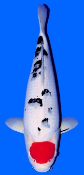 Tancho Sanke Takigawa 53cm Nisai Female HQ 