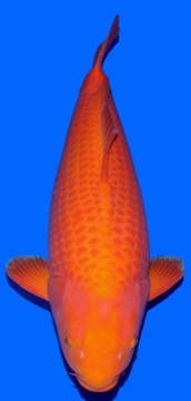 Red Corn Taniguchi 68cm Sansai Female SHQ 