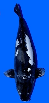 Kumonryu Higashi 76cm Yonsai Female VHQ 