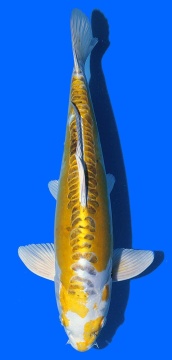 Bigscale Aoki 40cm Nisai Female VHQ 
