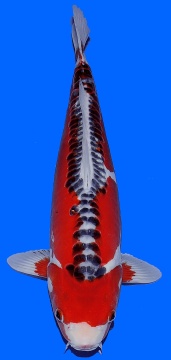 Shusui Maruhiro 45cm Nisai Female VHQ - VERKAUFT! 