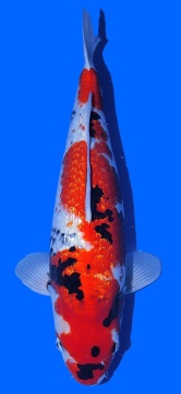 Ginrin Showa Shinoda 57cm Sansai Female VHQ 