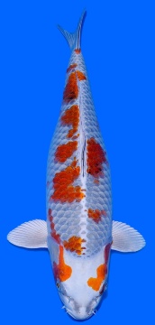 Ginga Ozumi Igarashi 54cm Sansai Female 