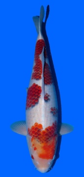 Goromo Hosokai 61cm Sansai Female HQ 