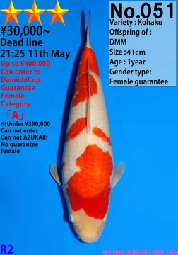 Kohaku Dainichi 41cm Tosai Female VHQ 