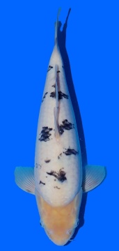 Bekko Sakai FF 40cm 16Mon VHQ 