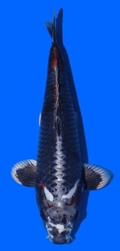 Kawari Toshinobu Igarashi 43cm 16 Monate VHQ 