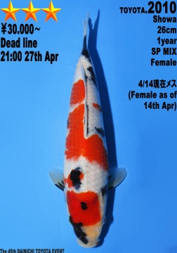 Showa Dainichi Toyota 26cm Tosai Female VHQ 