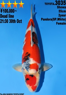 Showa Dainichi Toyota 55cm Nisai Female Pandora SP White  