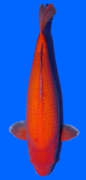 Super Mango Sakai 61cm Sansai VHQ 