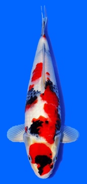 Showa Dainichi Toyota 35cm 1J Female SP White incl Pond 