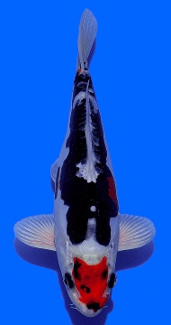 Benikikokuryu Aoki 25cm Nisai Female VHQ 