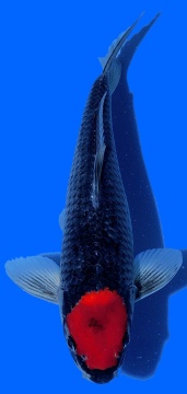 Tancho Goshiki Aoki 36cm Nisai HQ 