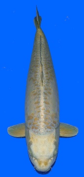 Bigscale Oyama 67cm Yonsai Female HQ 