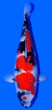 Ginrin Showa Igarashi Toshinobu 54cm Nisai Female VHQ 