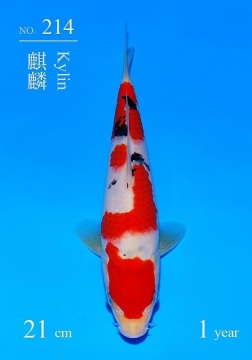 Sanke Sakai FF 21cm Tosai VHQ 