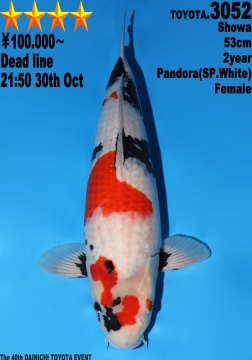 Showa Dainichi Toyota 53cm Nisai Female Pandora SP White 