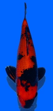 Hi Utsuri Genjiro 30cm Nisai Female HQ - VERKAUFT! 
