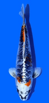 Bigscale Aoki 32cm Nisai Female HQ 