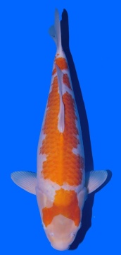 Ochiba Shigure Toshinobu Igarashi 50cm Nisai Female SHQ 
