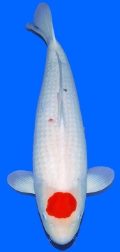 Tancho Kohaku Dainichi Toyota 67cm Female VHQ - VERKAUFT! 