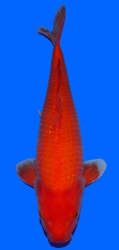 Super Mango Sakai FF 46cm Nisai Female 