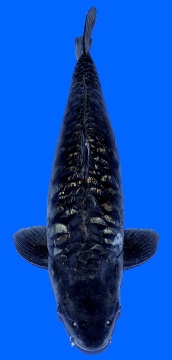 Ginrin Bigscale Oyama 73cm Yonsai Female VHQ 