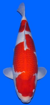 Kohaku Sakai FF 81cm Geb 2020 Female SHQ 
