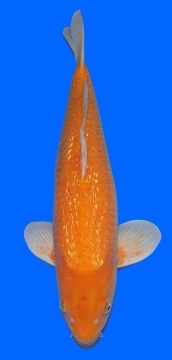 Ginrin Karashi Momotaro 58cm Sansai 