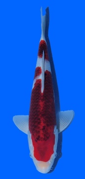 Goromo Izumiya 36cm 16 Monate HQ 