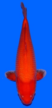 Super Mango Sakai FF 50cm Nisai Female 