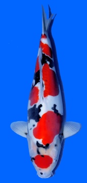 Doitsu Showa Ozumi Ikarashi 60cm Sansai Female SHQ 