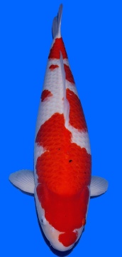 Kohaku Dainichi Toyota 70cm Gosai Female HQ 