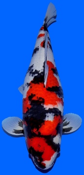 Showa Dainichi 60cm Sansai Female VHQ 
