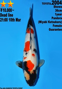 Showa Dainichi Toyota 36cm Tosai Female VHQ 