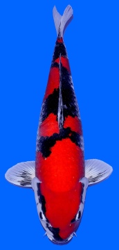 Goshiki Otsuka 65cm Yonsai Female VHQ 