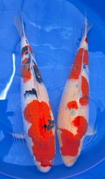 Sanke Sakai FF Nisai 60cm Nisai Female VHQ 