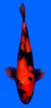 Hi Utsuri Shinoda 45cm Sansai Male HQ 
