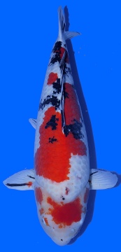 Maruten Sanke Sakai Ltd 77cm 9J Female HQ 