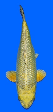 Ginrin Mukashi Ogon Momotaro 51cm Sansai Female 