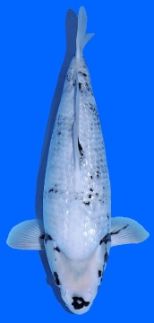 Ginrin Shiro Utsuri Omosako 56cm Nisai Tategoi VHQ 