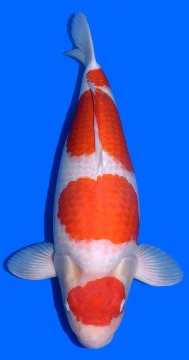 Maruten Kohaku Momotaro 63cm Sansai Female VHQ 