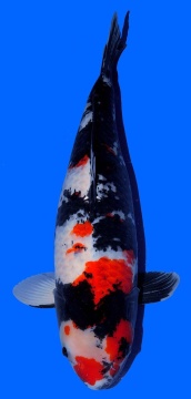 Showa Dainichi 67cm Sansai Female Super Monster HQ 