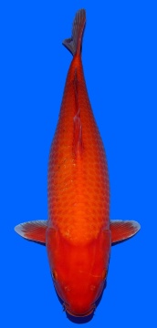 Super Mango Sakai FF 57cm Nisai Female 