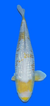 Golden Corn Taniguchi 55cm Female HQ-VERKAUFT! 